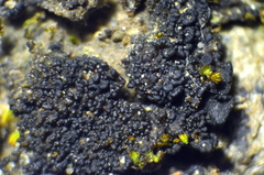 Enchylium coccophorum