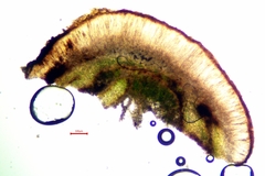 Enchylium coccophorum