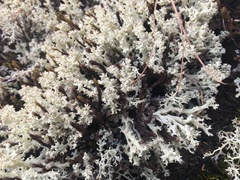 Cladonia caroliniana
