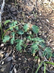 Lomatium repostum