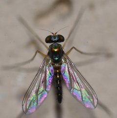 Amblypsilopus variegatus