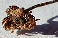 Leptinella pyrethrifolia linearifolia