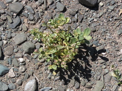 Cistanthe densiflora