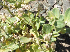Cistanthe densiflora
