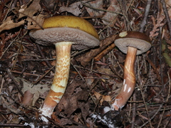Austroboletus gracilis
