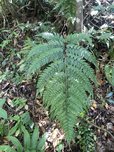 Athyrium clivicola (Athyrium clivicola)