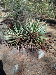 Yucca madrensis
