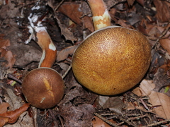 Austroboletus gracilis