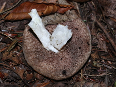 Austroboletus gracilis