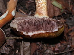 Austroboletus gracilis