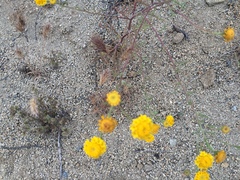 Chaenactis glabriuscula glabriuscula