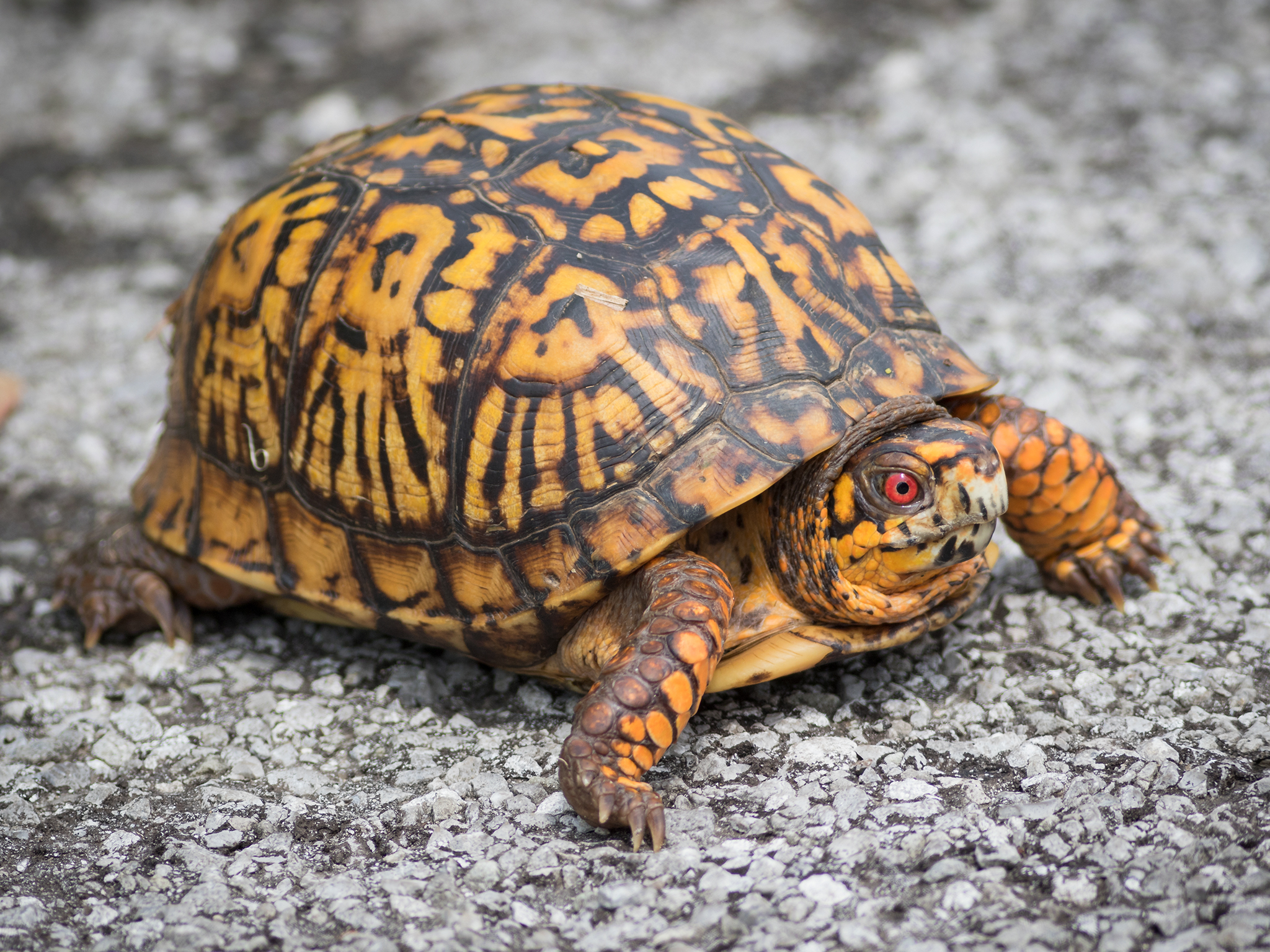 Box Turtles (Genus Terrapene) · iNaturalist