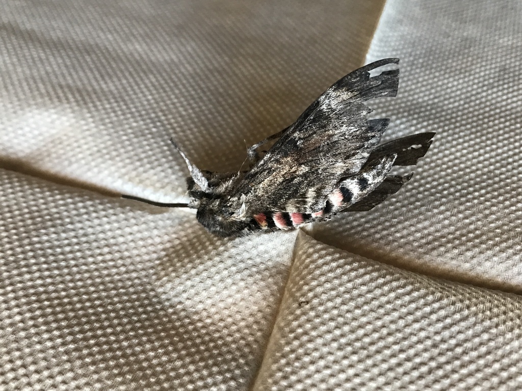 Convolvulus Hawkmoth From Merritt Street Whakatane Bay Of Plenty Nz