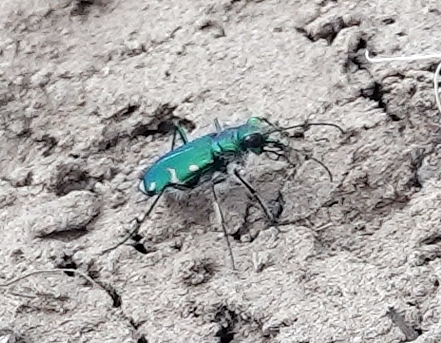 Green Claybank Tiger Beetle photo 4