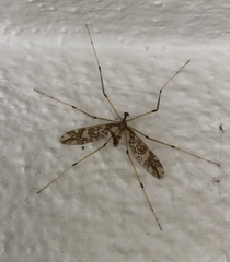 Mischoderus annuliferus
