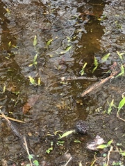 Murdannia keisak