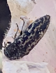 Acmaeodera labyrinthica