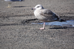 Larus argentatus
