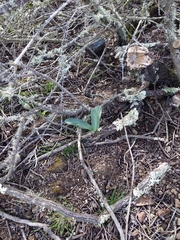 Piperia