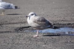 Larus argentatus