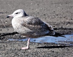 Larus argentatus