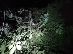 Oxybelis rutherfordi