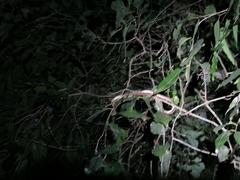 Oxybelis rutherfordi