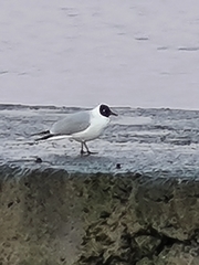 Chroicocephalus ridibundus