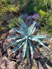 Agave colorata