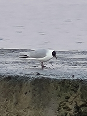 Chroicocephalus ridibundus