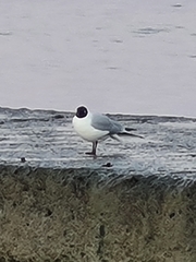 Chroicocephalus ridibundus