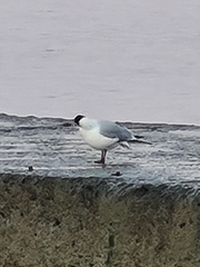 Chroicocephalus ridibundus