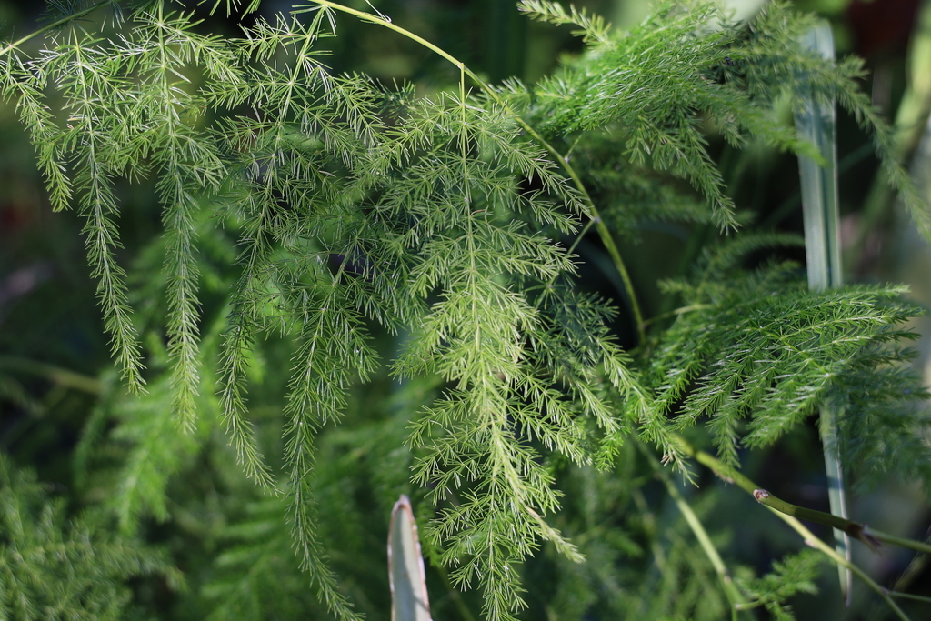Asparagus fern plant growing