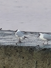 Chroicocephalus ridibundus