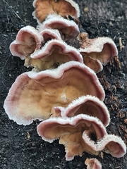 Chondrostereum purpureum