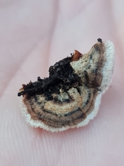 Chondrostereum purpureum