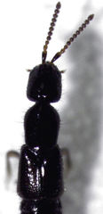 Leptacinus pusillus