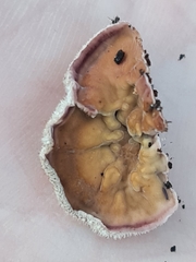 Chondrostereum purpureum