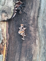 Chondrostereum purpureum