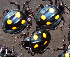 Eumorphus marginatus