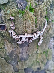 Chondrostereum purpureum