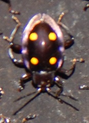 Eumorphus tetraspilotus