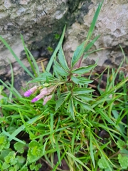 Cardamine quinquefolia