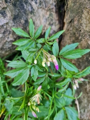 Cardamine quinquefolia