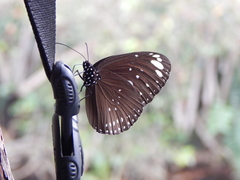 Euploea crameri heylaertsi