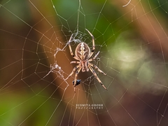 Araneae