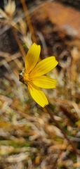 Microseris scapigera
