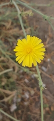 Launaea mucronata