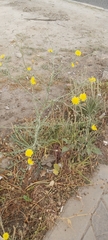Launaea mucronata