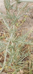 Launaea mucronata